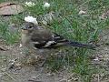 2013-0924-1210_Chaffinch_Anduze_France_21C